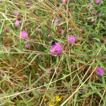Green Burial Meadow - flora and forna  
